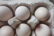 bantam hatching eggs