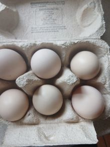 bantam hatching eggs