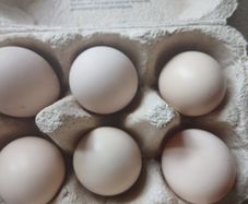 bantam hatching eggs