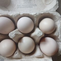 bantam hatching eggs