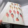 Handbook of the Birds of the World Volume 6 -Mousebirds-Hornbills Lynx Ed 2001 Image 9