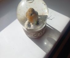 snow globe