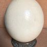 Ostrich Egg Big Five Art Image 2