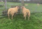 Pedigree registered Charolais rams