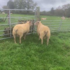 Pedigree registered Charolais rams