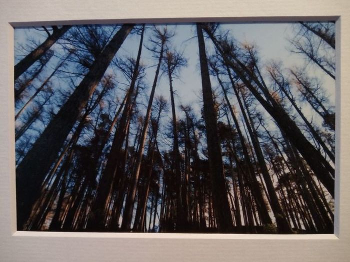 Mounted Original Photography - Wicklow Trees