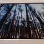Mounted Original Photography - Wicklow Trees Image 2
