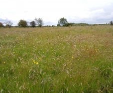 Uncut hay for sale