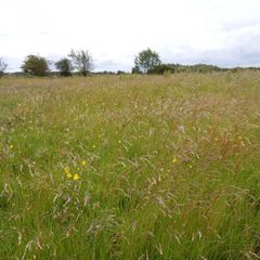 Uncut hay for sale