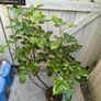 garden plants Image 2