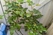 garden plants