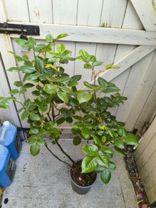 garden plants