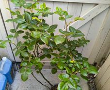 garden plants