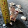 Shells Image 8