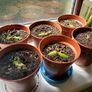 Baby monstera Image 2