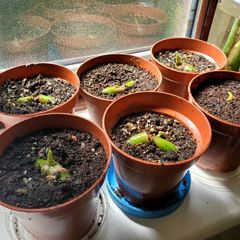 Baby monstera