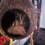 sugar gliders Image 3