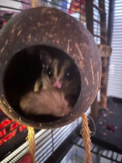 sugar gliders