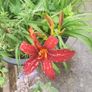 Mixed day lillies Image 2