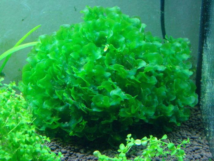 Aquarium plants