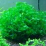 Aquarium plants Image 8