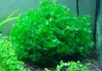 6 species Aquarium plants