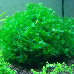 6 species Aquarium plants