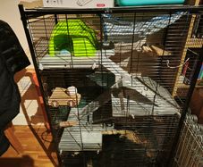 Used small pet cage/ starter kit
