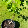 Beautiful Established Fig Tree 3ft Tall in Large Container Image 3
