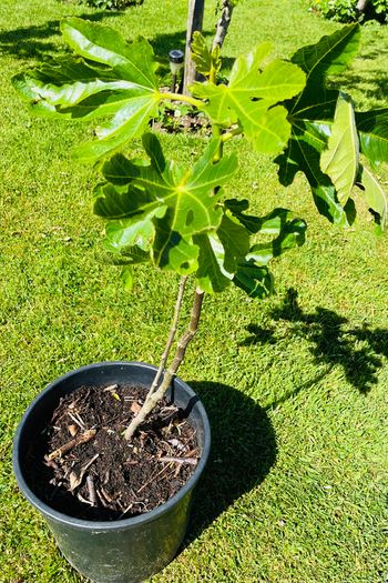 Beautiful Established Fig Tree 3ft Tall in Large Container