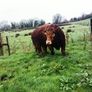 Beef bull Image 7