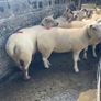 Sheep show and sale Image 3
