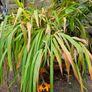 Large handmade planter Image 3