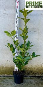 Cherry Laurel - Prunus 2-3ft