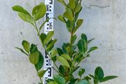 Cherry Laurel - Prunus 2-3ft