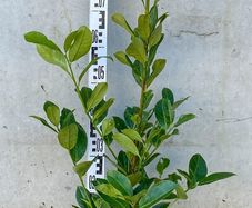 Cherry Laurel - Prunus 2-3ft