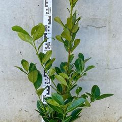 Cherry Laurel - Prunus 2-3ft