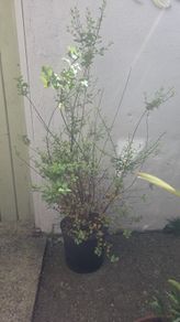 Pittosporum