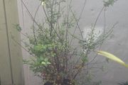Pittosporum