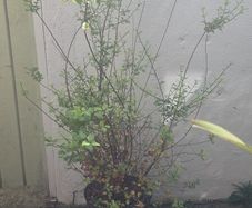 Pittosporum