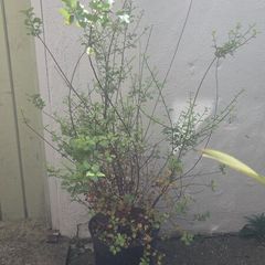 Pittosporum