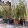 4x Beautiful, Large Clumping Bamboo (Fargesia) - 5 - 6 ft - Instant Privacy Image 2