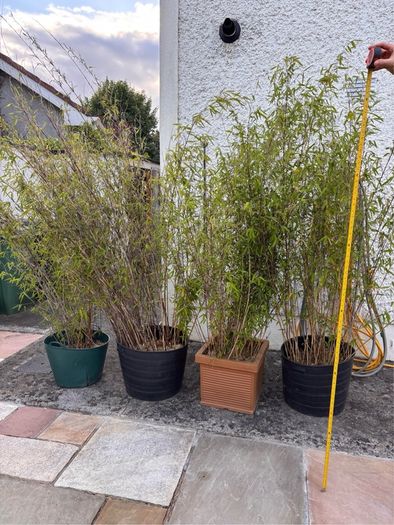 4x Beautiful, Large Clumping Bamboo (Fargesia) - 5 - 6 ft - Instant Privacy