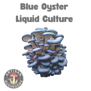 Gourmet Mushroom Cultures - 25+ Varieties