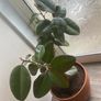 rubber plant ficus elastica Image 2