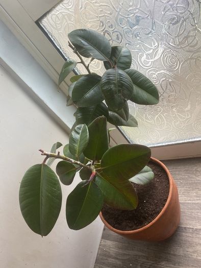 rubber plant ficus elastica