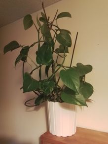 Epipremnum aureum
