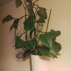Epipremnum aureum