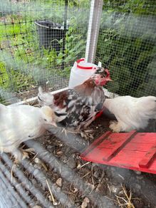 Pekin Growers
