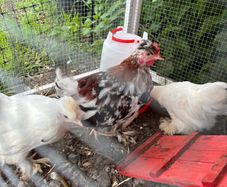 Pekin Growers